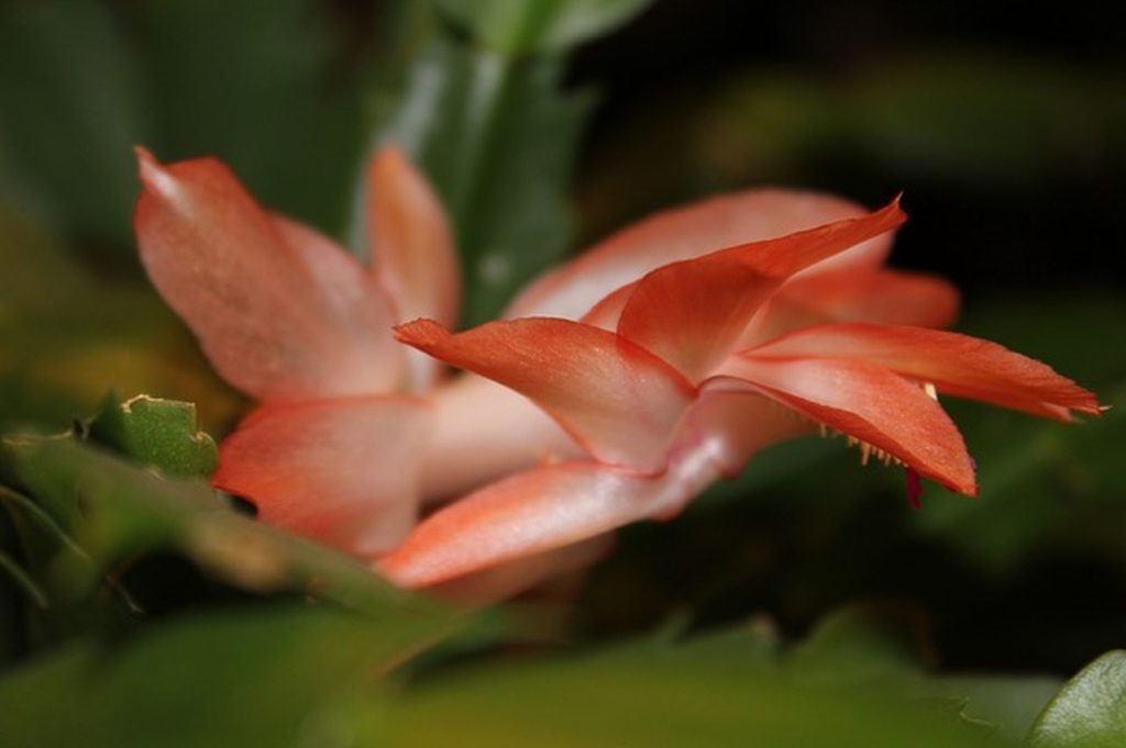All About the Christmas Cactus