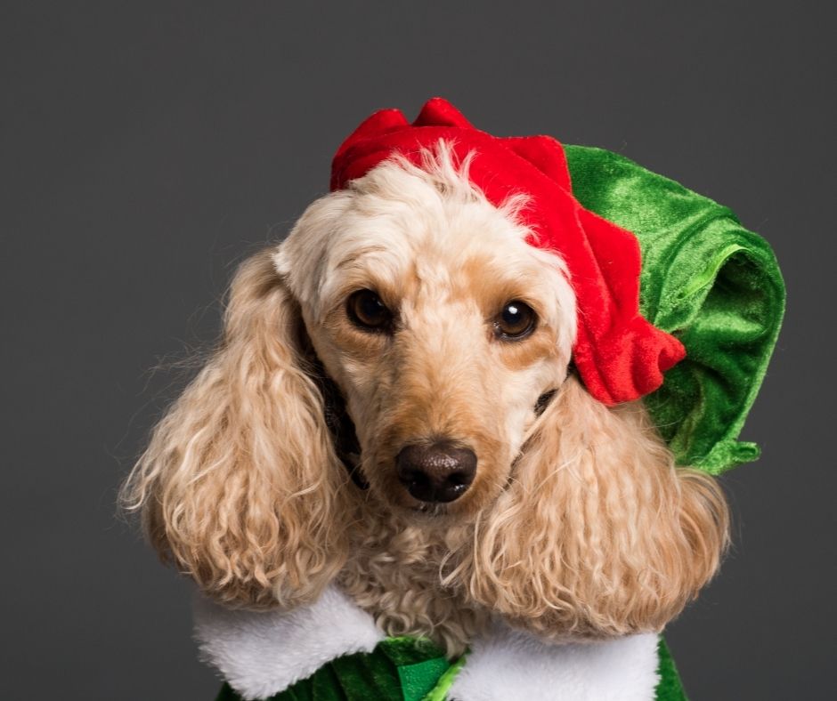 Other Pet Safety Problems We've Encountered During Christmas