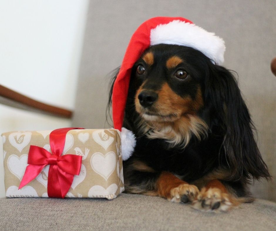Christmas Stockings Are Part Of Dog Safety During Christmas